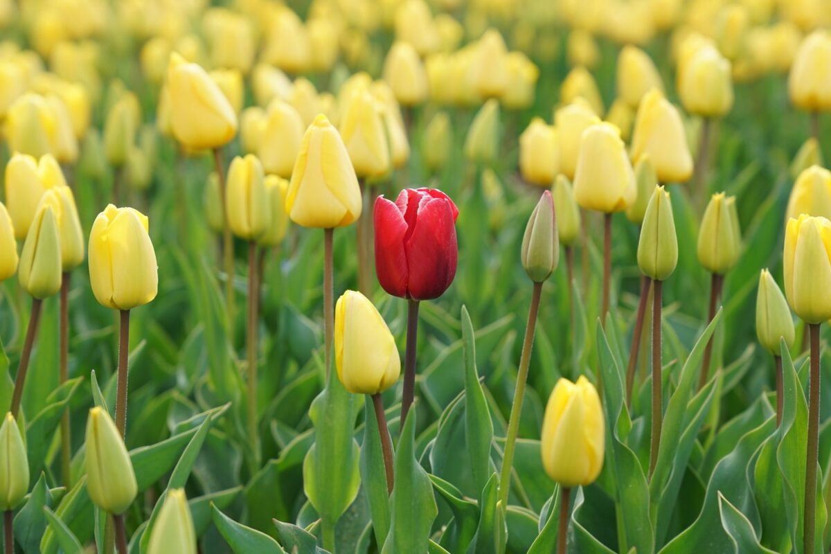 Flower, with one read